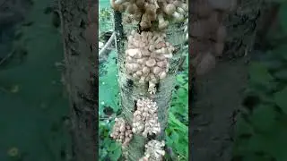 Пошли по лисички, а тут.. #грибы
