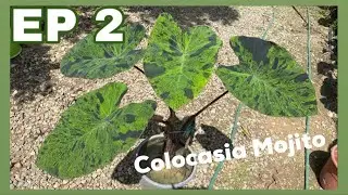 Colocasia Mojito | JPlan Garden
