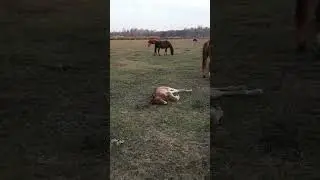 маленький жеребенок # little horse