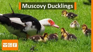 Let's feed the CUTE Muscovy ducklings!!!