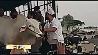 "This Truck Unloading Will Shock You!" #Cow #Cowmandi #Northernmandi