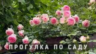 Прогулка по саду! Цветение роз. Редкие хвойные.