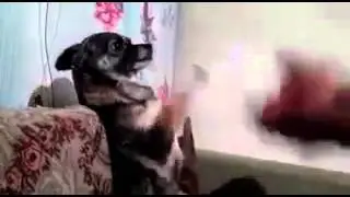 моя собачка Жучка