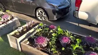 Ditch the lawn… do Foodscaping instead