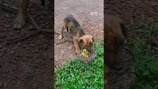 ЖИВОТНЫЕ И РАЗВИТИЕ