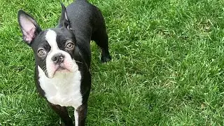 Soccer with my dog