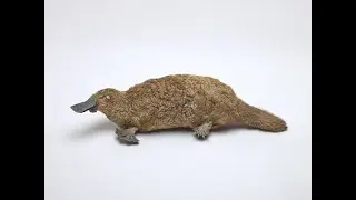Platypus fun facts