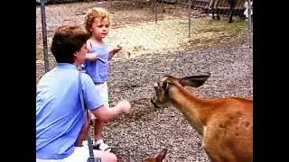 Petting Zoo