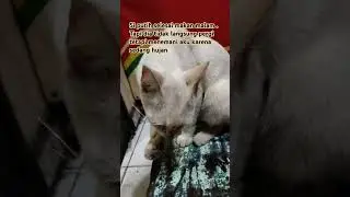 Siputih yang tau berterima kasih