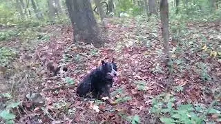 Appalachian Forest Walk With The Dingo and The Cat 🐈