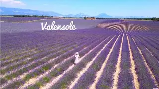 [4K]🇫🇷Valensole, Provence :Lavender & Sunflower Fields,Town of Valensole, Provence Farm Stay💜 2023