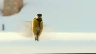 Бёрдвотчинг. Синицы