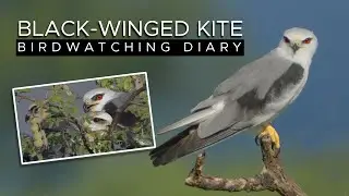 Sehari Bersama Keluarga Elang Tikus Liar Baluran - Documentary