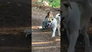 обезьяна жёстко оприходовала пса🤣