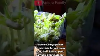Fotosintesis dengan lampu didalam rumah.. 