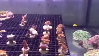Premium Aquatics Corals in Stock 5-14-15