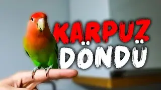 Karpuz Geri Döndü