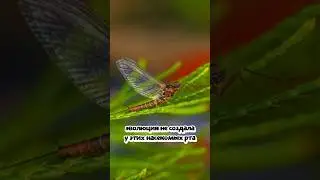 Этим бабочкам дано всего 2 ЧАСА жизни