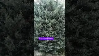 25.08.24г🌹Самые неожиданные!!!😊