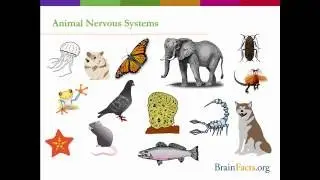 Animal Brains: An Overview