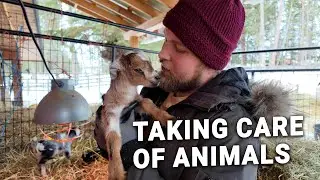Love Animals? Join the AD Farm Apprenticeship – Learn, Grow & Live Off-Grid!