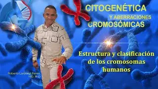 Conferencia 6 Estructura y clasificación de los cromosomas humanos