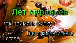 Лёт муравьёв. Как и где поймать муравьев для муравьиной фермы. Муравьиная королева бесплатно.