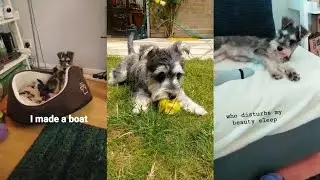 Daily Schnauzer Highlights #1