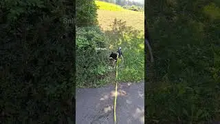 Discoverytime! Shiba inspects!🐶🐕🕵‍♂️