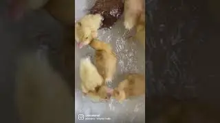 Подгузники Noopii