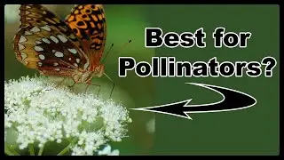Ultimate Guide to Native Hydrangeas for Your Yard!