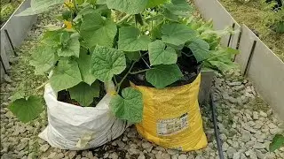 I HARVEST CUCUMBERS IN MAY | CUCUMBER SEEDLINGS FOR EARLY HARVEST | CUCUMBERS IN BAGS