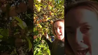 L-L-Lemons