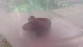 Wild Snake
