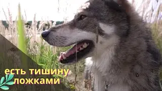 Твои мысли пахнут совсем не так, как слова. И это слышно.