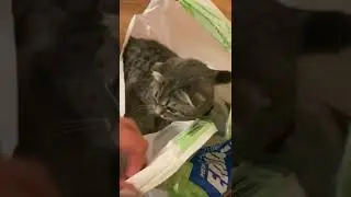 the cat loves to climb into bags, checks everything, so cute
