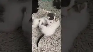 The cutest kittens ever! ❤️ Les plus mignons chatons!