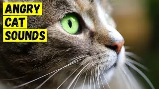 Angry cat sounds