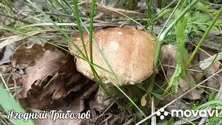 ❗ПОДБЕРЕЗОВИКИ НА ТРОИЦУ 🍄 По грибы 04.06.2023 г. Курская область❗