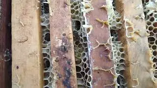 Наша комбинация бакфаста.