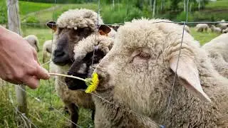 Sheep | Copyright Free 4k Stock Video