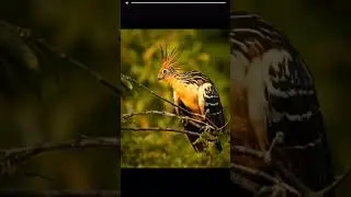 2022 hoatzin and 3000 bce hoatzin shorts video