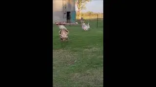Strutting & roaming turkeys.