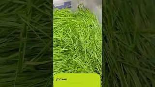Пшеница на срез, плесени нет. Витграсс 2023