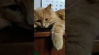 Если много переживаешь, запомни... #shorts #кот #котики #мудрость