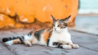 Cute Cat video