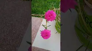 Time flower, Ghadi fool