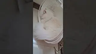 persian cat sweet sleeping 😴
