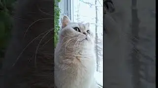 #British Shorthair#cat #shorts #youtubeshorts #trending #viralvideo #shortsfeed