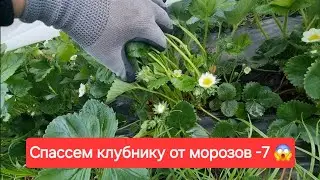 Клубника 18 Апреля / Спасаемся от морозов -7 😵